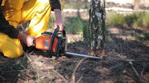 Best Grass Overseeding  in Orofino, ID