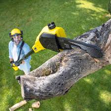 Best Fruit Tree Pruning  in Orofino, ID