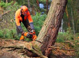 Lawn Pest Prevention in Orofino, ID