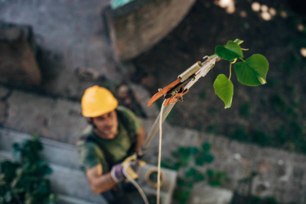  Orofino, ID Tree Removal Pros