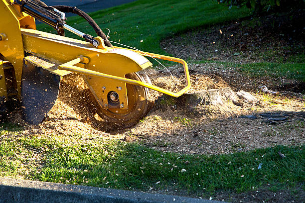 Best Storm Damage Tree Cleanup  in Orofino, ID