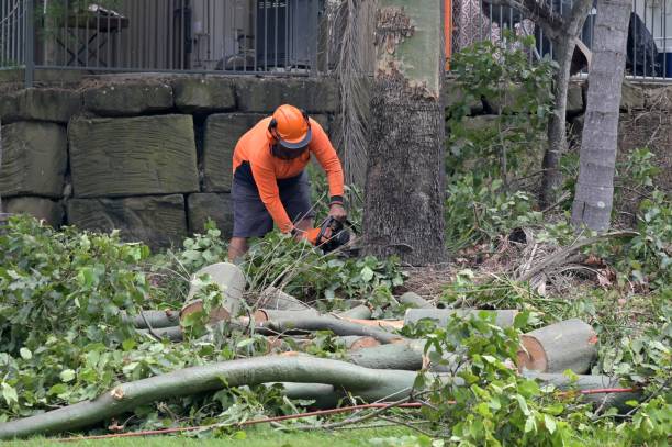 Best Arborist Consultation Services  in Orofino, ID